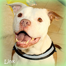 Thumbnail photo of Link~adopted! #2