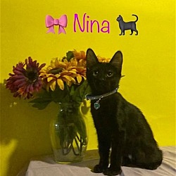 Thumbnail photo of Nina - Bonded Pair #1