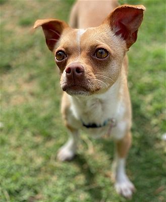 McKinney, TX - Chihuahua/Pug. Meet Judy a Pet for Adoption - AdoptaPet.com