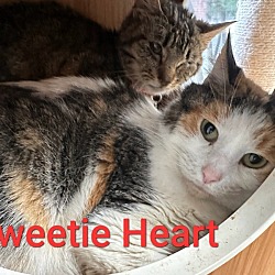 Photo of Sweetie Heart