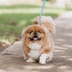 Photo of Sammy the Peke