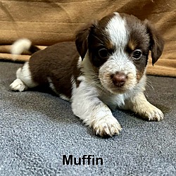 Thumbnail photo of Muffin #1