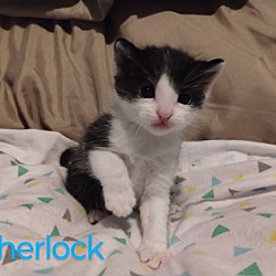 Thumbnail photo of Sherlock #2