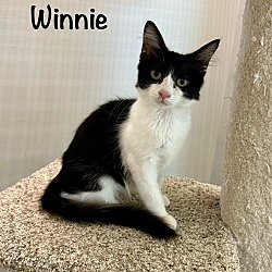 Thumbnail photo of Winnie #2