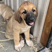 adopt a pet