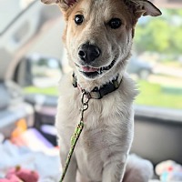 adopt a pet