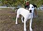 SHOW BOAT ~ MEET ME! - Beagle / American Staffordshire Terrier available for adoption