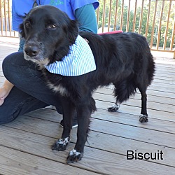 Thumbnail photo of Biscuit #2