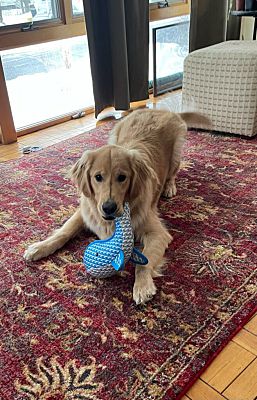 Arlington Ma Golden Retriever Meet Finn Finnegan A Pet For Adoption