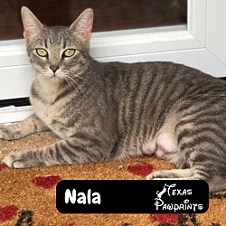 Thumbnail photo of Nala #1