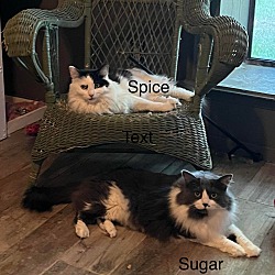Thumbnail photo of Spice (bonded to Sugar) #3