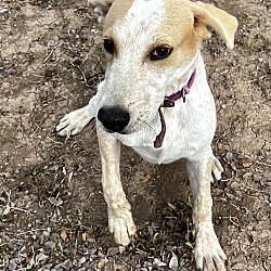 Portland, OR - English Pointer/English (Redtick) Coonhound. Meet Quill ...