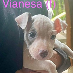 Photo of Vianesa   (Cow Puppies 2024)