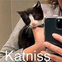 Photo of Katniss