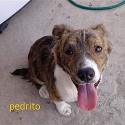 Photo of Pedrito