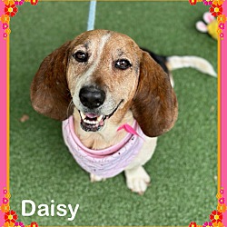 Thumbnail photo of DAISY (also see SUNFLOWER) #1