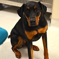 adopt a pet