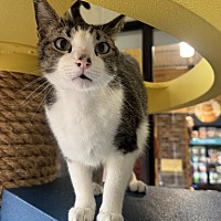 adopt a pet