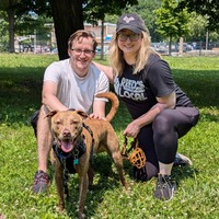 adopt a pet