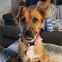 adopt-pet