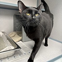 BELLAMY - Domestic Shorthair available for adoption