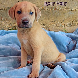 Thumbnail photo of Rolly Polly~adopted! #2