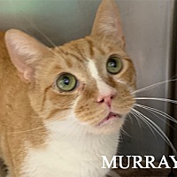 Photo of Murray