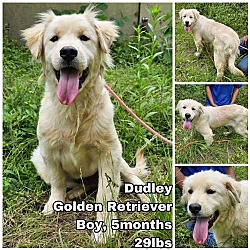 Photo of Dudley from Korea