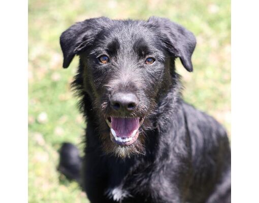 Wilmington, NC - Labrador Retriever. Meet A484601 a Pet for Adoption ...