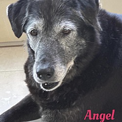 Thumbnail photo of ANGEL #1