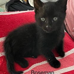 Photo of Boseman{bosie}