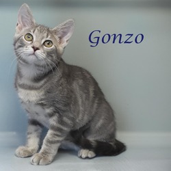 Thumbnail photo of Gonzo C24-227 #2