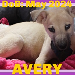 Thumbnail photo of AVERY #2