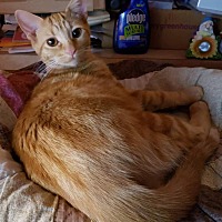 adopt a pet