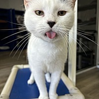 adopt a pet
