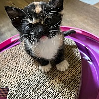 adopt a pet