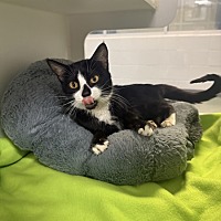 adopt a pet