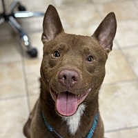 adopt a pet