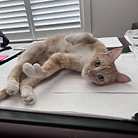 adopt a pet