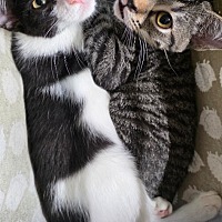 adopt a pet