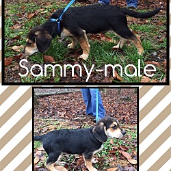 Thumbnail photo of Sammy (Pom) #3