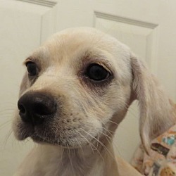 Thumbnail photo of Teresa ADORABLE Puppy #1
