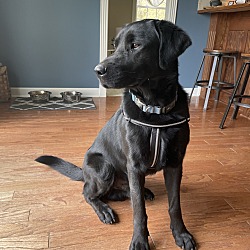 Photo of Black Male Dog