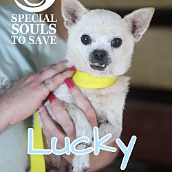 Photo of Lucky