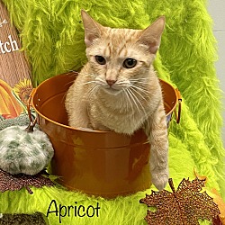 Thumbnail photo of Apricot #3