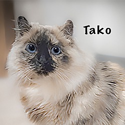 Thumbnail photo of Tako #2