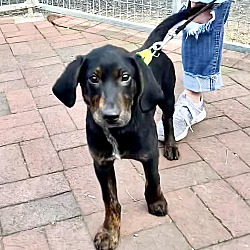 Whitehall, PA - Hound (Unknown Type). Meet Hendrix a Pet for Adoption ...