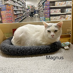 Thumbnail photo of Magnus #3