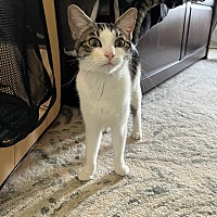 adopt a pet