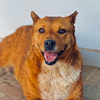 adopt a pet